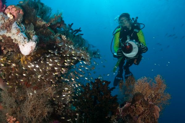 taking underwater video on chicken reef, raja ampat